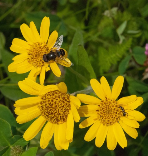 A Feast For Four Eyes - ©Derek Chambers
