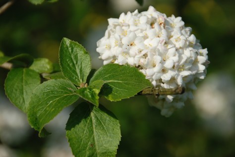 Blossoms - Bibury Court Hotel Garden - England - ©Derek Chambers