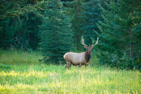 Bull Elk, Eagleridge - ©Derek Chambers