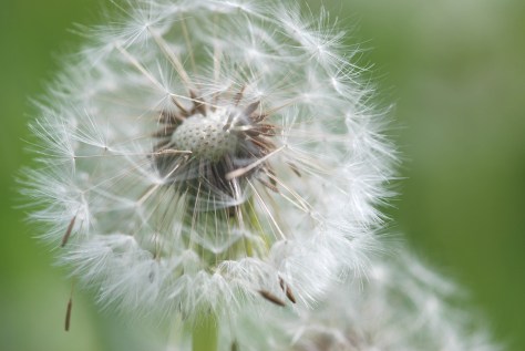 Dandelion Clock - ©Derek Chambers