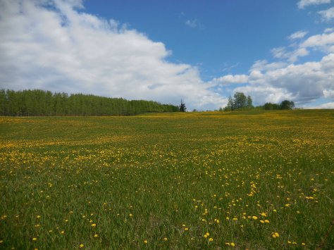 Dandelion Field - ©Derek Chambers