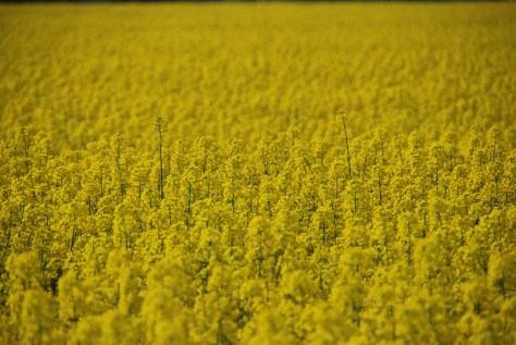 Field of Rapeseed - England - ©Derek Chambers