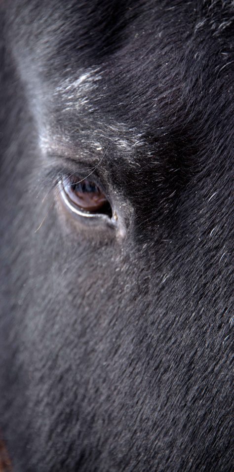 Gentle Eye - ©Derek Chambers