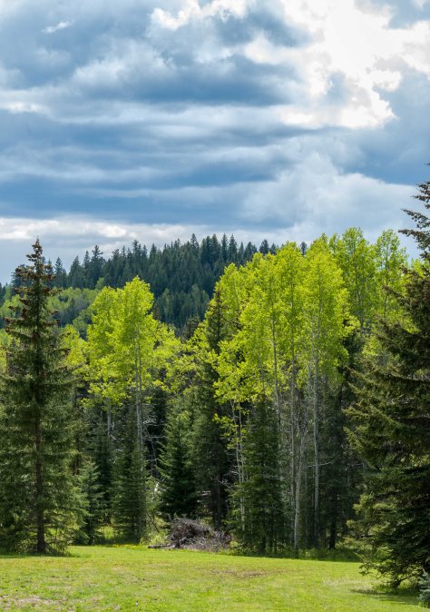 Green and Dark - ©Derek Chambers