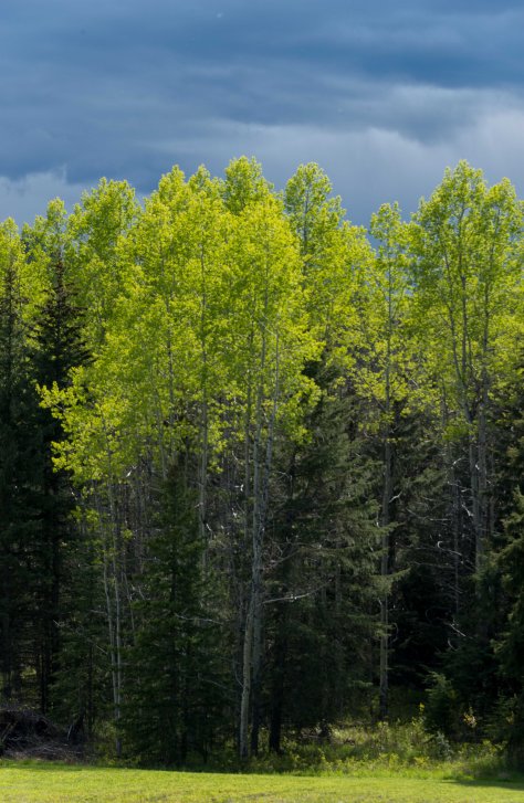 Green and Darker - ©Derek Chambers