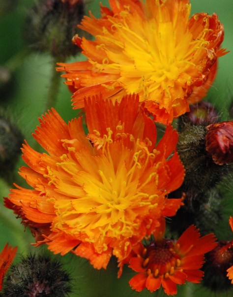 Hawkweed near English Lake - ©Derek Chambers