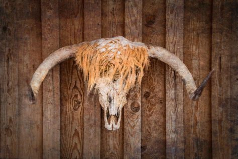 Highland Skull - ©Derek Chambers