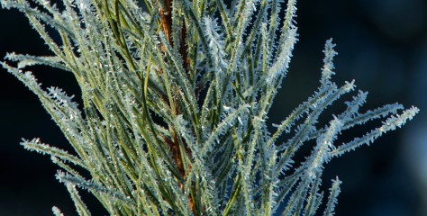 Hoar Frost on Pine Needles - ©Derek Chambers