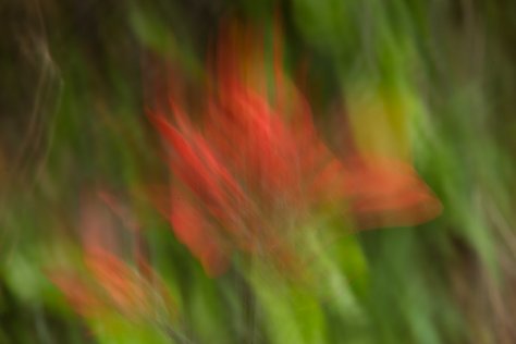 Indian Paintbrush Impression (ICM) - ©Derek Chambers