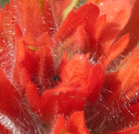 Indian Paintbrush near Windy Mountain - ©Derek Chambers
