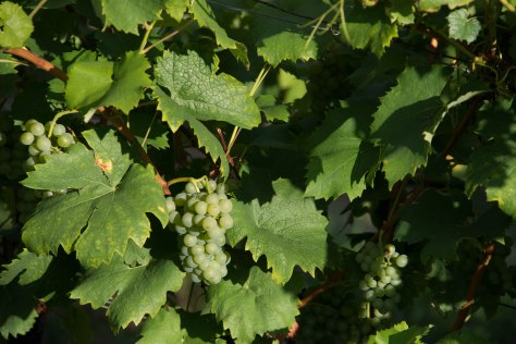 Krems - Grapes - ©Derek Chambers