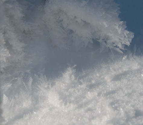 Magical Forest - ©Derek Chambers