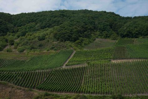 Middle Rhine - Vineyards - ©Derek Chambers