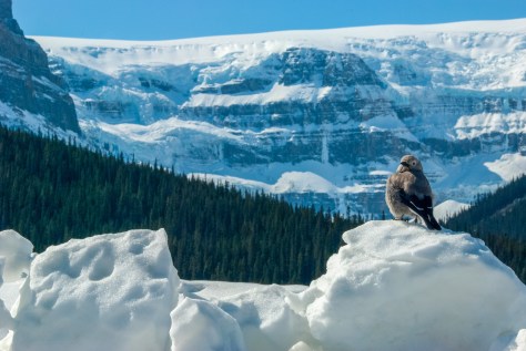 Like My View? Jasper-Banff Parkway - ©Derek Chambers