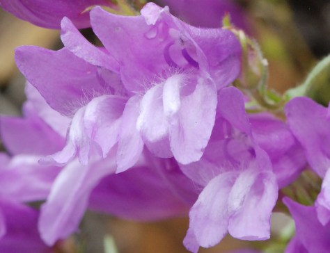 Penstemon Detail, Eakin Creek Road - ©Derek Chambers