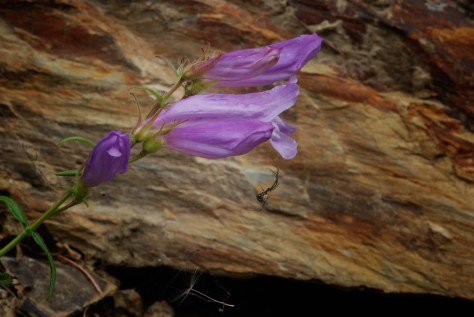 Penstemon,  Eakin Creek Road - ©Derek Chambers