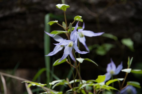 Clematus - Sinclair Creek - ©Derek Chambers