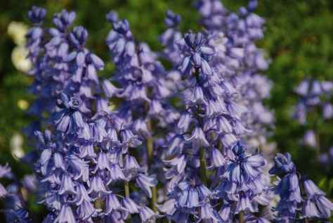 Spring Display - Bibury Court Hotel Garden - England - ©Derek Chambers