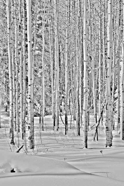 Winter Aspens BW - ©Derek Chambers