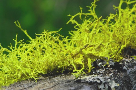 Yellow Chrome Lichen, Eakin Creek Road - ©Derek Chambers