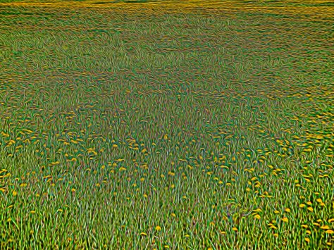 20140602-DSCN0065 The Field - ©Derek Chambers