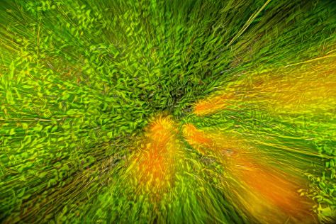 20140606 - DSC2985 Flower- ©Derek Chambers