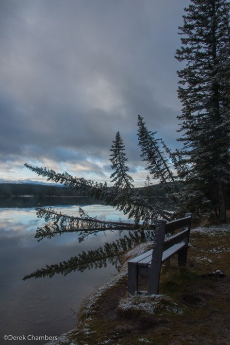 A Confusion of Trees At Fish Lake - ©Derek Chambers
