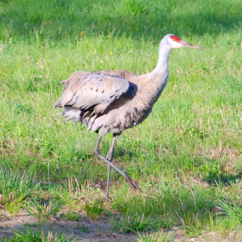 Disturbed Sandhill Crane - ©Derek Chambers