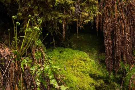 Fiddleheads and Moss - Ancient Forest - ©Derek Chambers