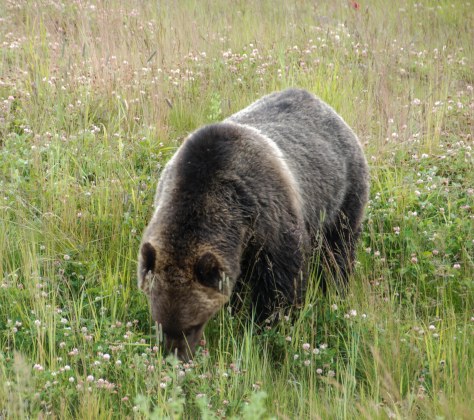 Love That Clover - ©Derek Chambers