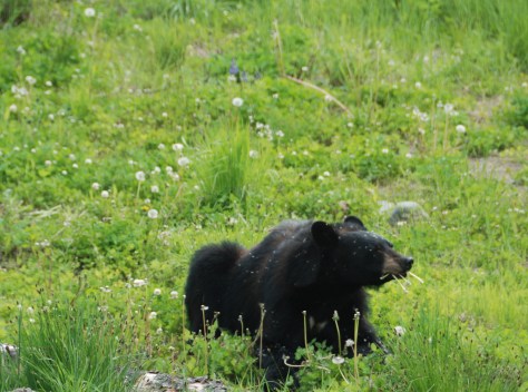 Love Those Dandelions! - ©Derek Chambers