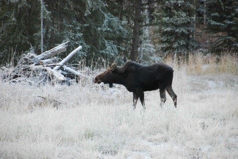 Moose Breakfast on a Frosty Morning - ©Derek Chambers