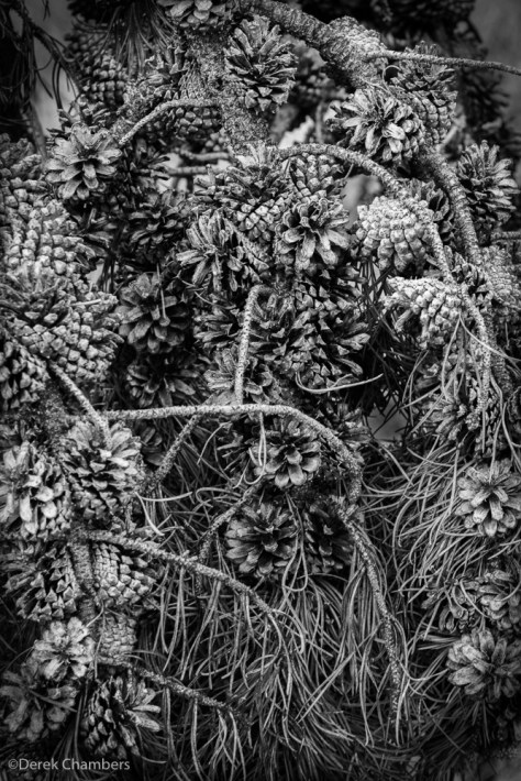 Tone and Texture - ©Derek Chambers