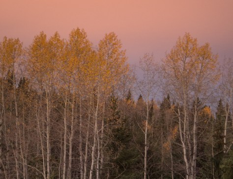 October Trees - Dawn at Eagleridge - ©Derek Chambers