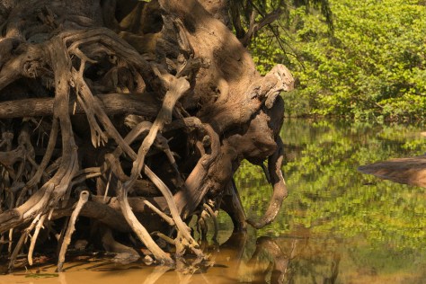 Elephant Roots _DSC5094- ©Derek Chambers