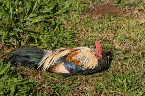 Feral Rooster _DSC5186- ©Derek Chambers