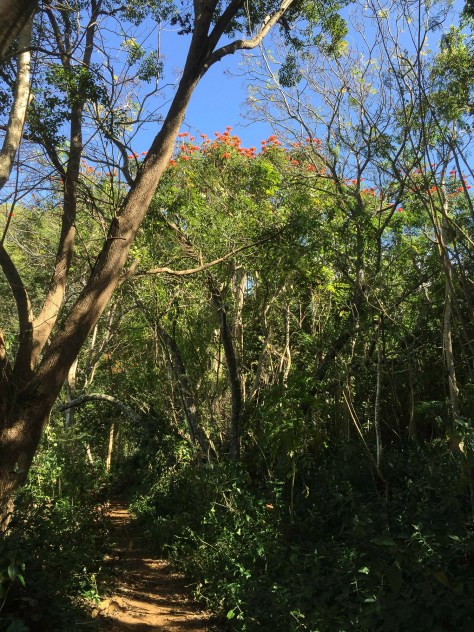 African Tulip Tree IMG_0281- ©Derek Chambers