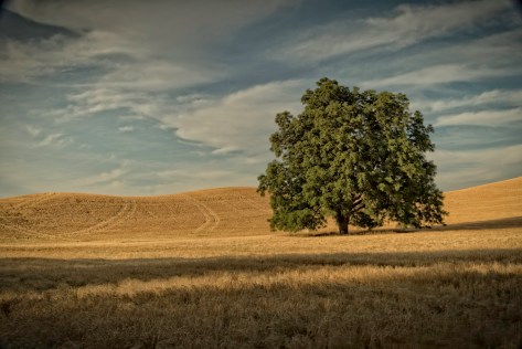Lone Tree - Palouse - ©Derek Chambers