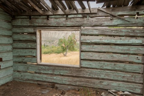 The Apple Tree - ©Derek Chambers