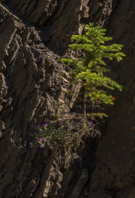 _DSC1932- ©Derek Chambers